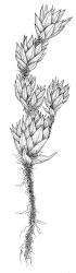 Bryum crassum, habit of sterile plant. Drawn from G.O.K. Sainsbury 1633, CHR 490286, and K.W. Allison 117, CHR 490278.
 Image: R.C. Wagstaff © Landcare Research 2015 
